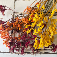 Preserved / Naturally Dried Kangaroo Paw