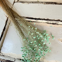 Dried Little Star / Baby Blue / Stardust / Baby Daisy / Star Daisy / Glixia