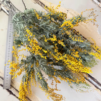 天然干燥金合欢花/含羞草花/金合欢花 - 澳大利亚本土 - 天然黄色