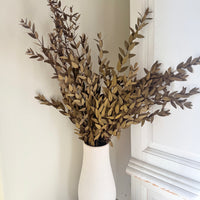 Preserved Eucalyptus / Gum