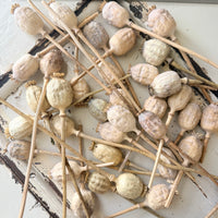 Dried Poppy Pods / Papaver - natural brown