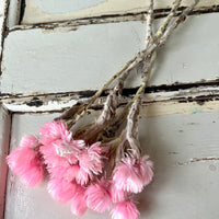 Preserved Heath Aster | Rock Flower