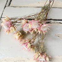 Naturally Dried Blushing Bride - natural pink