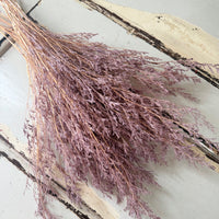 Soft / Vivid Hue Preserved Limonium | Misty | Sea Lavender