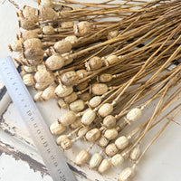 Dried Poppy Pods / Papaver - natural brown