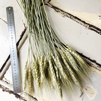 干小麦
