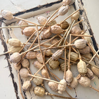 Dried Poppy Pods / Papaver - natural brown