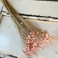 Dried Little Star / Baby Blue / Stardust / Baby Daisy / Star Daisy / Glixia