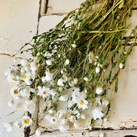 Naturally Dried Rhodanthe Everlasting Daisy