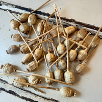Naturally Dried Poppy Pods* / Papaver - natural brown