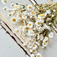 天然干燥的 Rhodanthe 永生雏菊花束