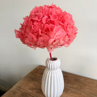 Preserved Hydrangea Stem