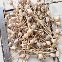 Dried Poppy Pods / Papaver - natural brown