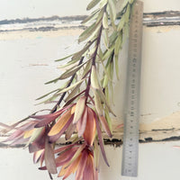 Naturally Dried / Preserved Leucadendron - Native