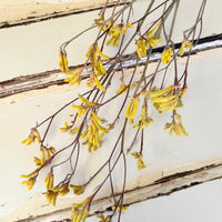Preserved / Naturally Dried Kangaroo Paw