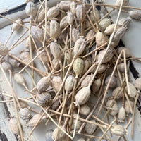 Dried Poppy Pods / Papaver - natural brown