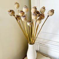 Naturally Dried Poppy Pods / Papaver - natural brown