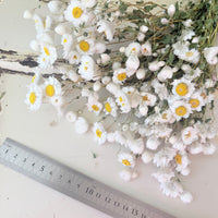 天然干燥的 Rhodanthe 永生雏菊花束