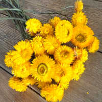 Naturally Dried Strawflower Daisy flower bunch - Helichrysum / Everlasting / Paper Daisy - stems / heads