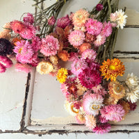 Naturally Dried Strawflower Daisy flower bunch - Helichrysum / Everlasting / Paper Daisy - stems / heads