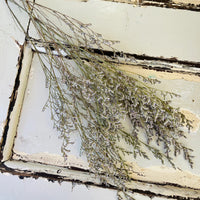Naturally Dried Strawflower Daisy flower bunch - Helichrysum / Everlasting / Paper Daisy - stems / heads