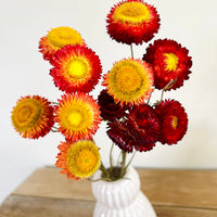 Naturally Dried Strawflower Daisy flower bunch - Helichrysum / Everlasting / Paper Daisy - stems / heads