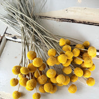 Everlasting Naturally Dried Billy Button Bouquet