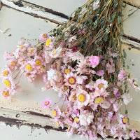天然干燥的 Rhodanthe 永生雏菊花束