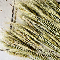 干小麦