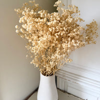 Preserved Baby's Breath