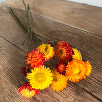 Naturally Dried Strawflower Daisy flower bunch - Helichrysum / Everlasting / Paper Daisy - stems / heads