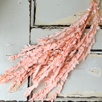 浅色保存的桉树 | 桉树胶 | 淡蓝色