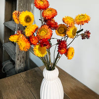Naturally Dried Strawflower Daisy flower bunch - Helichrysum / Everlasting / Paper Daisy - stems / heads