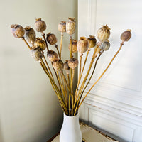 Naturally Dried Poppy Pods / Papaver - natural brown