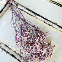 Preserved Crystal Grass / Caspea