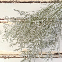 Naturally Dried / Prserved Misty | Limonium | Sea Lavender