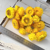 Dried Strawflower Daisy flower bunch - Helichrysum / Everlasting / Paper Daisy - stems / heads - Australian Native