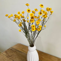 Naturally Dried Mini Paper Daisy / Sticky Everlasting Mini Daisy /Xerochrysum Viscosum- Yellow