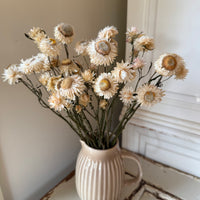 Naturally Dried Strawflower Daisy flower bunch - Helichrysum / Everlasting / Paper Daisy - stems / heads