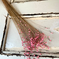 Dried Little Star / Baby Blue / Stardust / Baby Daisy / Star Daisy / Glixia
