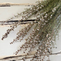 Naturally Dried Ti Tree / Tea Tree - green white