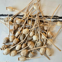 Naturally Dried Poppy Pods* / Papaver - natural brown