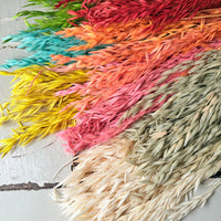 Naturally Dried / Coloured Oat / Avena