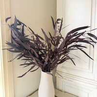 Preserved Eucalyptus / Gum