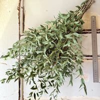 天然干燥树胶/桉树 - 天然绿色