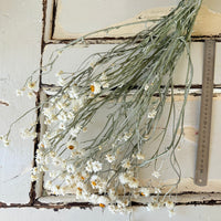 Naturally Dried Mini Everlasting Paper Daisy / Ammobium Daisy / Winged Everlasting - White