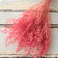 Soft / Vivid Hue Preserved Limonium | Misty | Sea Lavender