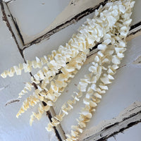 浅色保存的桉树 | 桉树胶 | 淡蓝色