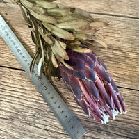 天然干燥的班克西亚和帝王花以及帝王花 - 澳大利亚本土