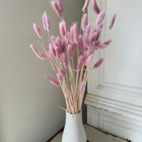 Dried Bunny Tail / Lagurus Ovatus